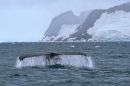 Flukes IV