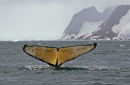 Flukes VI