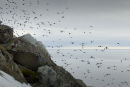 Little Auk Flight Path