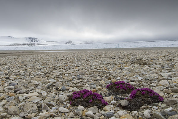 Tundra