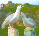 Ceramic seagulls by Jackie Summerfield