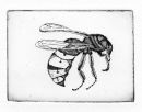 etching by Louisa Crispin