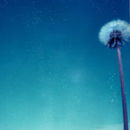 Dandelions / Le chemin des montants