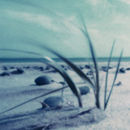 Seashell / Coquillage