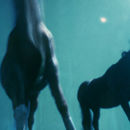 Wild horses #2 / Chevaux sauvages #2