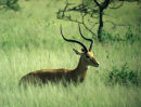 Impala