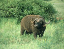 Buffalo