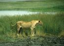 Lioness