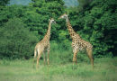 Amorous Giraffes