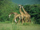 Giraffes