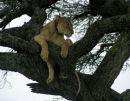 Lioness