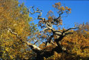 Ancient Oak, Hatfield House estate