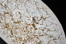 Barcelona II - detail