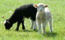 Livestock on organic farm used for company website