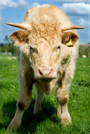 Livestock on organic farm for farm website