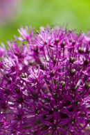 Allium