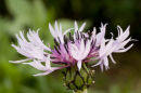 Cornflower