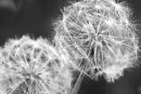 Dandelion heads