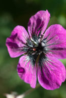 Deep pink Geranium