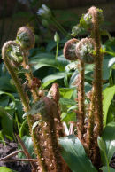 Dryopteris and Allium ursinum
