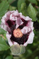 Poppy flower emerging
