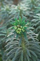 Euphorbia characias subsp. Wulfenii