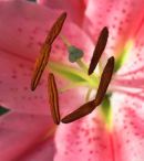 Lilium Stargazer