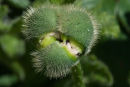 Emerging poppy flower