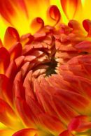 Orange & Yellow Dahlia I