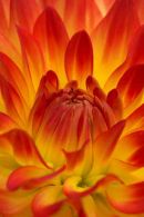 Orange & Yellow Dahlia II