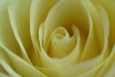 Cream rose centre