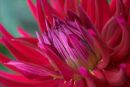 Vivid Pink Dahlia