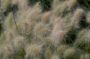Pennisetum heads in the wind