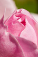Pink rose bud