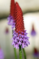 Primula vialli