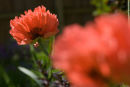 Oriental Poppy