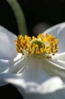 Anemone 'Honorine joubert'