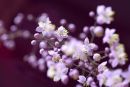 Thalictrum