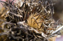 Cardoon Seed Head