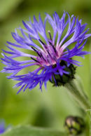 Blue Cornflower