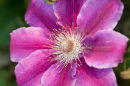 Clematis