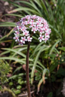 Darmera peltata