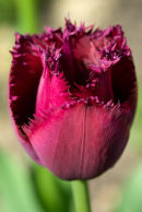 Deep Pink Tulip