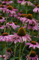 Echinacea