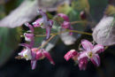 Epimedium x rubrum
