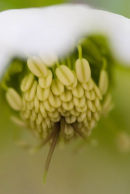Hellebore