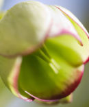 Helleborus foetidus