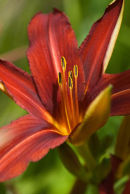 Hemerocallis