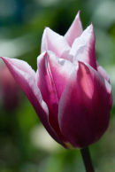Deep pink and white tulip