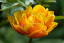 Orange tulip